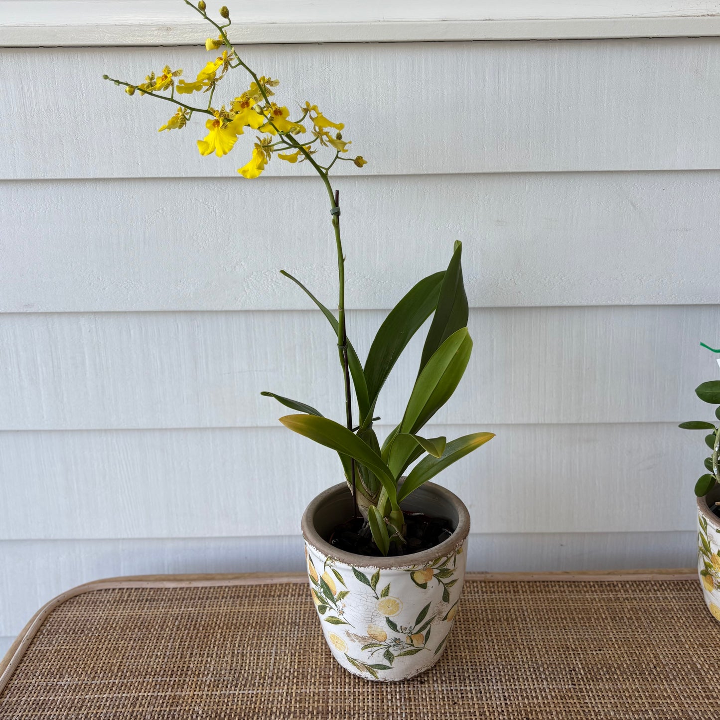 Botanical Lemon Pot Large with a Oncidium (Dancing Lady Orchid)