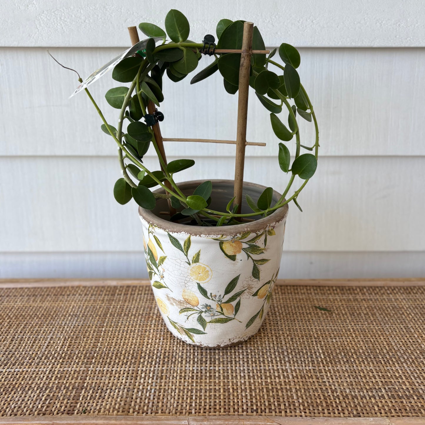 Botanical Lemon Pot Small with a Hoya cumingiana