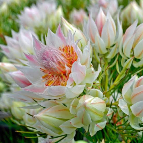 Large Mixed posy ; A mixed bouquet of locally grown flowers and foliage